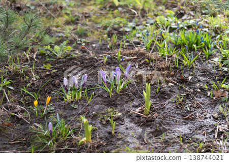 Emerging crocuses spread across moist soil with fresh green shoots. Soft overcast light highlights resilient seedlings and colorful crocus bulbs in early spring Emerging crocuses spread across moist soil with fresh green shoots. Soft overcast light highlights resilient seedlings and colorful crocus bulbs in early spring 138744021