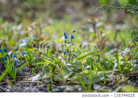 Closeup of tiny spring flowers with dewy background and gentle blur. Serene scene capturing delicate blue flowers nestled among fresh grass and dew in morning light 138744028