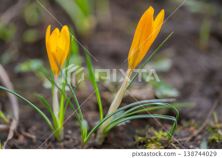 Early blossoms emerge with dew. Delicate crocuses sprouting in moist soil. Vivid crocuses blossoming from ground surrounded by lush moss and soft morning illumination Early blossoms emerge with dew. Delicate crocuses sprouting in moist soil. Vivid crocuses blossoming from ground surrounded by lush moss and soft morning illumination 138744029