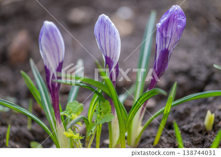 Soft sunlight illuminates unopened purple crocus blossoms with water beads. Peaceful garden setting showcasing gentle light on delicate crocus petals with dew droplets Soft sunlight illuminates unopened purple crocus blossoms with water beads. Peaceful garden setting showcasing gentle light on delicate crocus petals with dew droplets 138744031