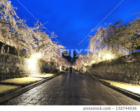 Shizuoka Prefecture, Taiseki-ji Temple: The approach to the temple lined with illuminated, fully bloomed weeping cherry trees, March. 138744036