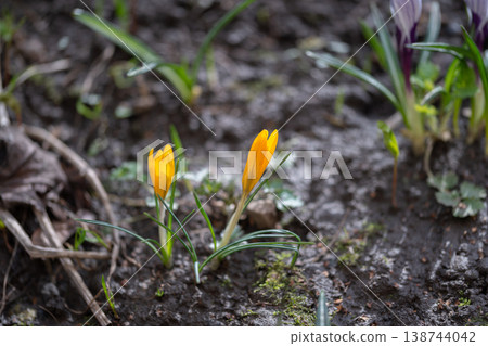 Yellow crocus blossoms breaking ground. Delicate crocus shoots rising from moist earth surface. Closeup view of vibrant crocuses breaking through damp soil in early spring 138744042