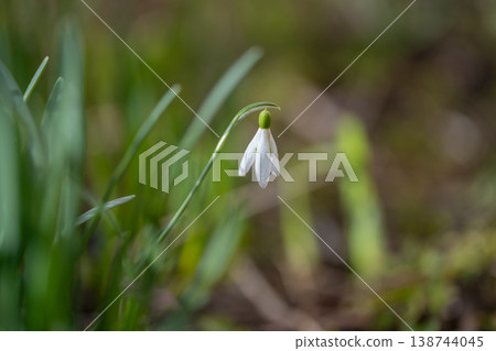 Early spring woodland flower display. Fragile white snowdrop captured in tender woodland surroundings. Intimate view of solitary snowdrop bloom in soft spring woodland setting 138744045