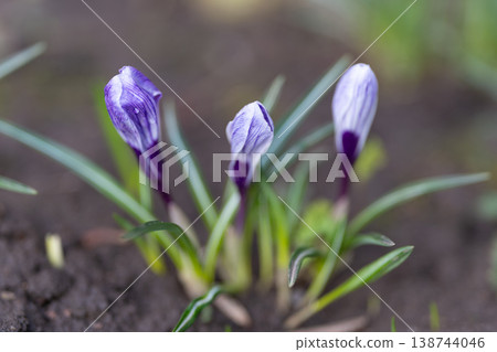 Garden blooms awakening. Early crocus flowers start blooming. New season begins with vibrant crocuses emerging. Freshly sprouted crocus buds mark start of springtime growth 138744046
