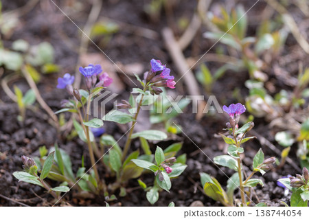 Miniature lavender blossoms. Small purple wild blooms among fresh green stems. Minute violet wildflowers surrounding moist earth illuminated by gentle early morning light Miniature lavender blossoms. Small purple wild blooms among fresh green stems. Minute violet wildflowers surrounding moist earth illuminated by gentle early morning light 138744054
