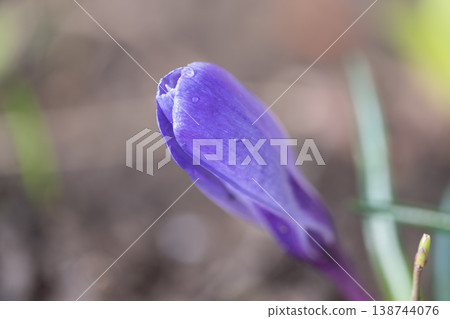 Vivid flower closeup. Detailed macro shot of purple crocus in morning light with dew. Fine botanical image capturing violet crocus bud with water droplets and subtle background 138744076