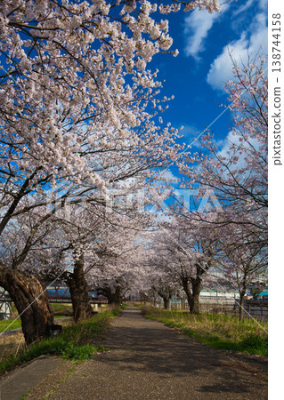 Cherry blossoms in full bloom shining in the blue sky Cherry blossoms in full bloom shining in the blue sky 138744158