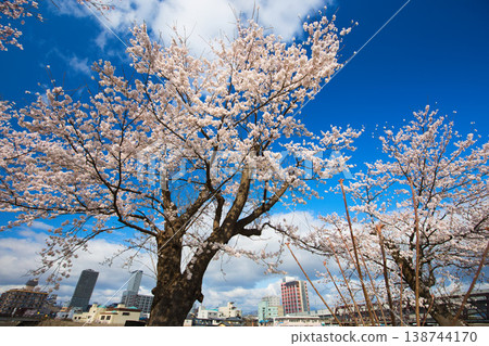 Cherry blossoms in full bloom shining in the blue sky Cherry blossoms in full bloom shining in the blue sky 138744170