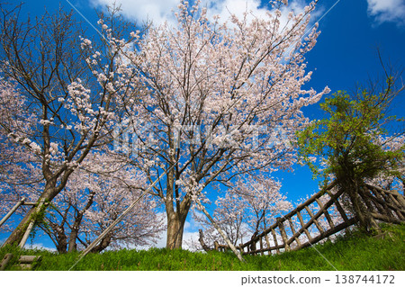 Cherry blossoms in full bloom shining in the blue sky Cherry blossoms in full bloom shining in the blue sky 138744172