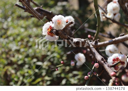 Flowers and trees: Plum blossoms Flowers and trees: Plum blossoms 138744178