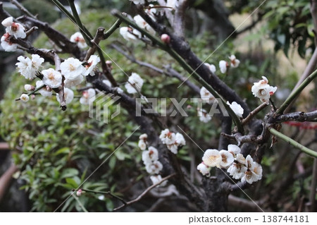 Flowers and trees Flowers and trees 138744181