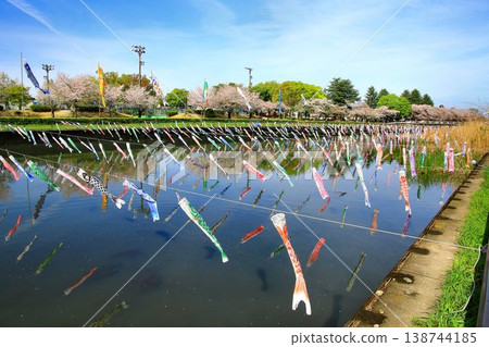 A collaboration of cherry blossoms and carp streamers... The Koinobori Festival at Tsuruuda River in Tatebayashi 138744185