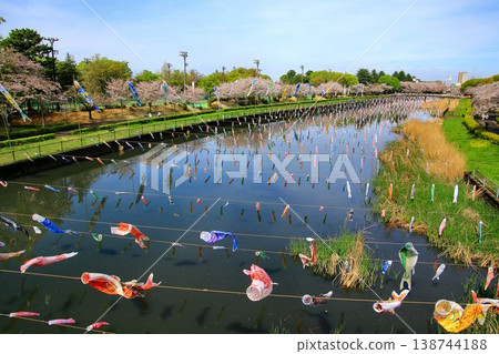A collaboration of cherry blossoms and carp streamers... The Koinobori Festival at Tsuruuda River in Tatebayashi A collaboration of cherry blossoms and carp streamers... The Koinobori Festival at Tsuruuda River in Tatebayashi 138744188