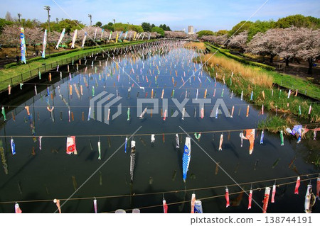 櫻花與鯉魚旗交相輝映…館林市鶴田川鯉魚旗節 櫻花與鯉魚旗交相輝映…館林市鶴田川鯉魚旗節 138744191