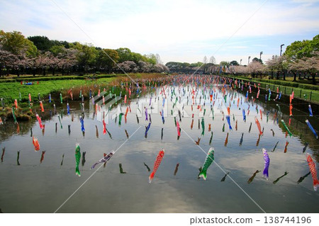 櫻花與鯉魚旗交相輝映…館林市鶴田川鯉魚旗節 138744196