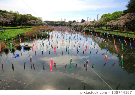 A collaboration of cherry blossoms and carp streamers... The Koinobori Festival at Tsuruuda River in Tatebayashi 138744197