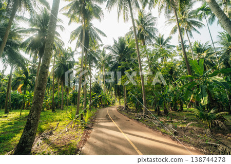 Scenic rural road through a lush tropical coconut palm plantation. 138744278