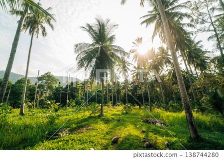 Scenic rural road through a lush tropical coconut palm plantation. 138744280