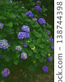 Blue hydrangea 138744398