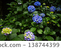 Blue hydrangea 138744399