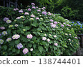 Hydrangea blooming in the rainy season 138744401