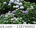 Hydrangea blooming in the clear of the rainy season 138744402