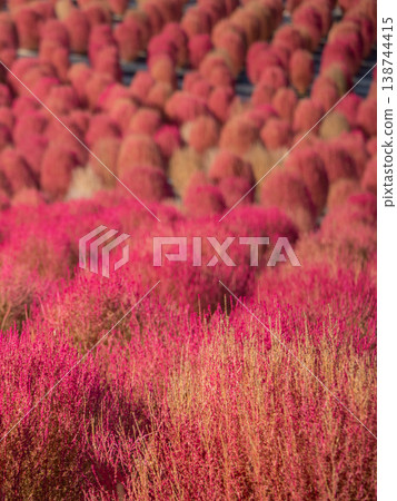 Kochia field at Shima City Tourist Farm, Shima City, Mie Prefecture - Autumn image Kochia field at Shima City Tourist Farm, Shima City, Mie Prefecture - Autumn image 138744415