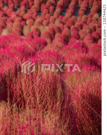Kochia field at Shima City Tourist Farm, Shima City, Mie Prefecture - Autumn image Kochia field at Shima City Tourist Farm, Shima City, Mie Prefecture - Autumn image 138744425