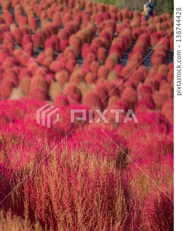 Kochia field at Shima City Tourist Farm, Shima City, Mie Prefecture - Autumn image Kochia field at Shima City Tourist Farm, Shima City, Mie Prefecture - Autumn image 138744428