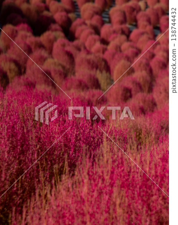 Kochia field at Shima City Tourist Farm, Shima City, Mie Prefecture - Autumn image Kochia field at Shima City Tourist Farm, Shima City, Mie Prefecture - Autumn image 138744432