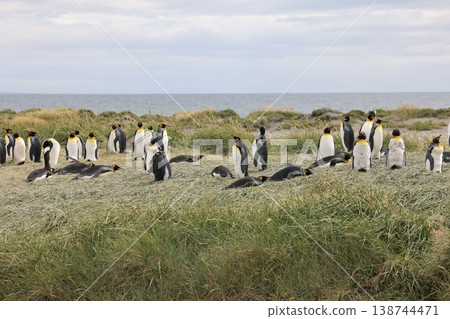 King penguin King penguin 138744471