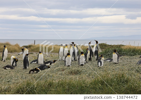 King penguin 138744472