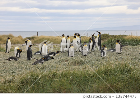 King penguin 138744473