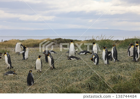 King penguin 138744484