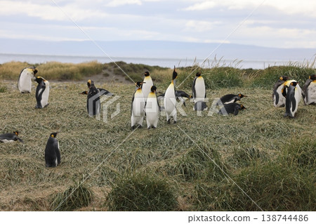 King penguin 138744486