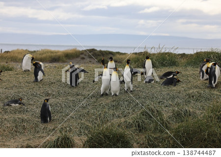 King penguin 138744487