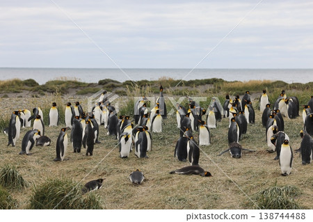 King penguin 138744488