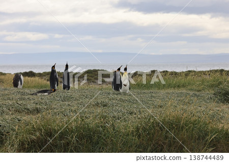 King penguin 138744489