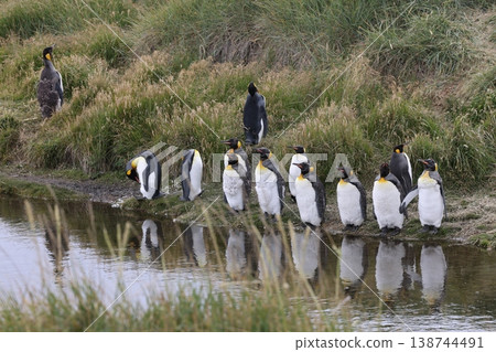 King penguin King penguin 138744491