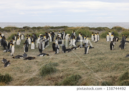 King penguin King penguin 138744492