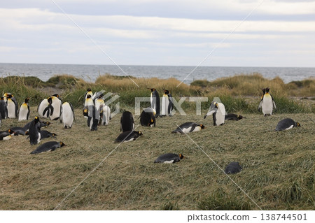 King penguin 138744501