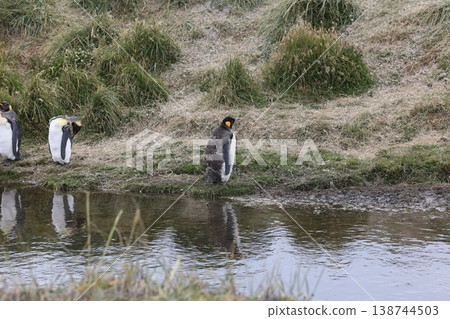 King penguin 138744503