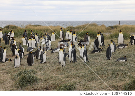 King penguin 138744510