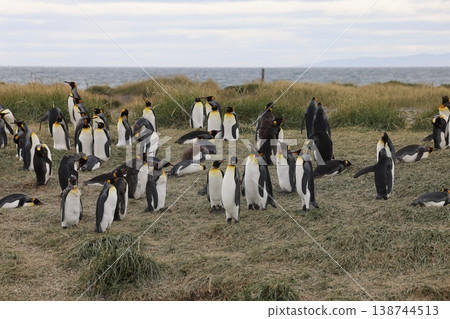 King penguin 138744513