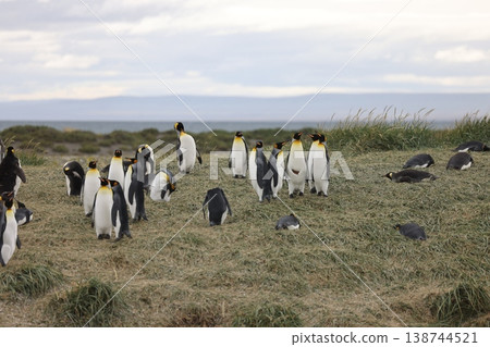 King penguin King penguin 138744521