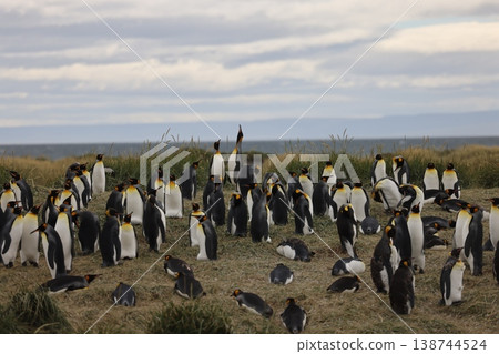 King penguin 138744524