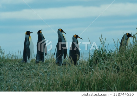 King penguin 138744530