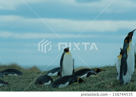 King penguin King penguin 138744535