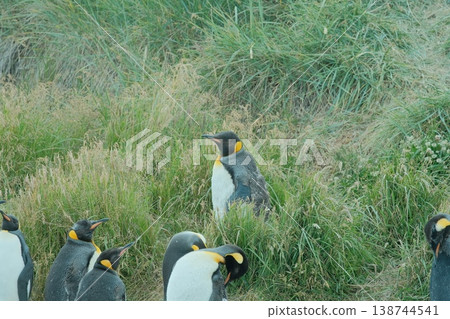 King penguin 138744541