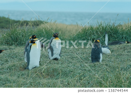 King penguin 138744544
